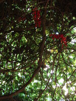 Red jade vine (Mucuna novoguineensis)