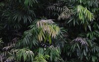 Johore tree (Lepisanthes alata)