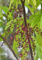 Johore tree (Lepisanthes alata)