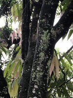Johore tree (Lepisanthes alata)