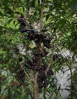 Gowok fruit tree (Syzygium polycephalum)