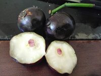 Gowok fruit tree (Syzygium polycephalum)