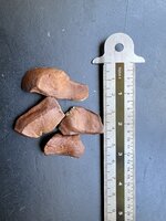 Mahogany (Swietenia mahagoni)