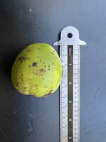 Australian Chestnut (Castanospermum australe)
