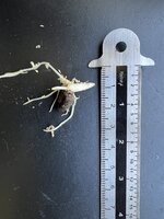 Aroid (Amorphophallus gigas)