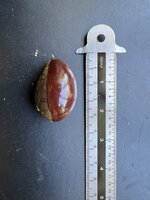 Canistel (Pouteria campechiana)