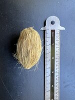 Betel Nut (Areca catechu)