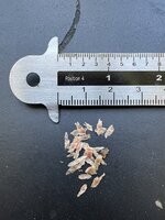 Red cinchona (Cinchona pubescens)