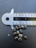 Butterfly Pea (Clitoria ternatea)