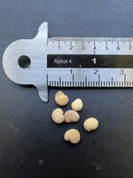 Mandrake (Mandragora officinarum)