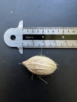 Manila Palm (Veitchia merrillii)