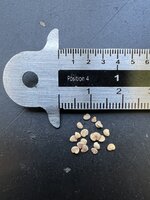 Ashwagandha (Withania somnifera)