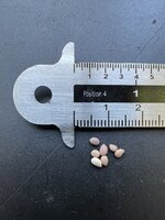 Screwbean Mesquite (Prosopis pubescens)