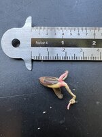 Miracle Fruit (Synsepalum dulcificum)