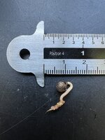 Dinosaur Plant (Labisia sp. 'Dino')