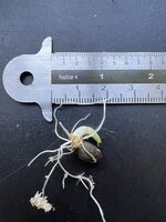 Aroid (Amorphophallus borneensis)