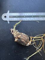 Octamyrtus (Octamyrtus glomerata)
