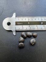 Star Magnolia (Magnolia stellata)