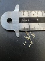 Cobra Lily (Darlingtonia californica)