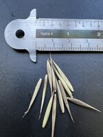 Moso Bamboo (Phyllostachys edulis)
