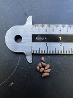 White Batflower (Tacca integrifolia)