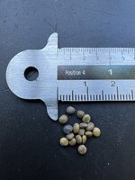 Liquorice (Glycyrrhiza glabra)