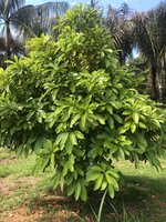 Abiu (Pouteria caimito)
