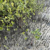 Black mangrove (Avicennia germinans)