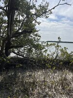 Black mangrove (Avicennia germinans)