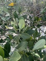 Black mangrove (Avicennia germinans)