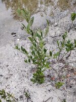 Black mangrove (Avicennia germinans)