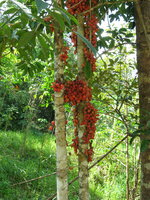 Red Angled Tampoi (Baccaurea angulata)