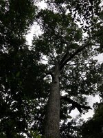 Utu fruit (Parartocarpus venenosa)