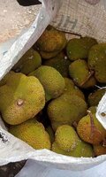 Utu fruit (Parartocarpus venenosa)