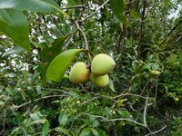 Grey mangrove (Avicennia marina)