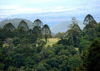 Bunya pine (Araucaria bidwillii)