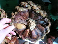 Bunya pine (Araucaria bidwillii)