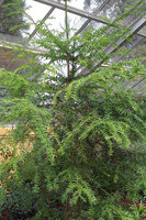 Bunya pine (Araucaria bidwillii)