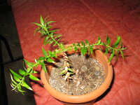 Bunya pine (Araucaria bidwillii)