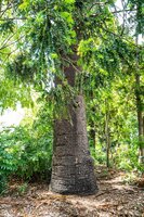 Bunya pine (Araucaria bidwillii)