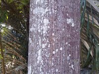 Light red meranti (Rubroshorea leprosula)