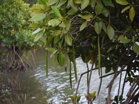 Asiatic mangrove (Rhizophora mucronata)
