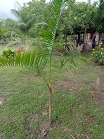 A&ccedil;ai palm (Euterpe oleracea)