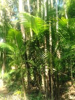 A&ccedil;ai palm (Euterpe oleracea)