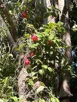 Chilean bellflower (Lapageria rosea)