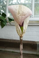 Aroid (Amorphophallus yunnanensis)