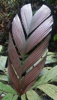 Tronok palm (Iguanura wallichiana var. wallichiana)
