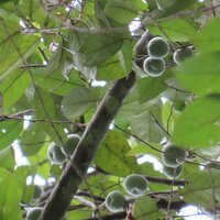 Gum benjamin tree (Styrax benzoin)