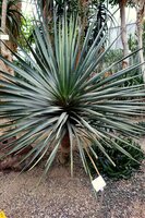 Socotra dragon tree (Dracaena cinnabari)