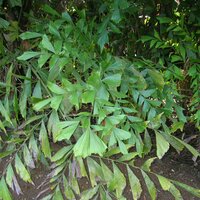 Fishtail Palm (Caryota mitis)